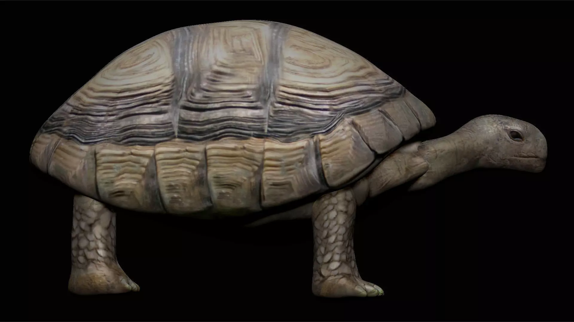 Tortoise Turtle Low-poly 3D model_0
