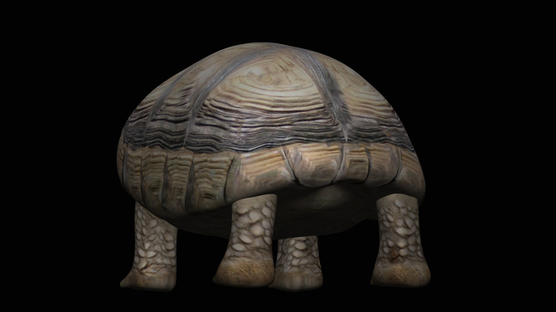 Tortoise Turtle Low-poly 3D model_1