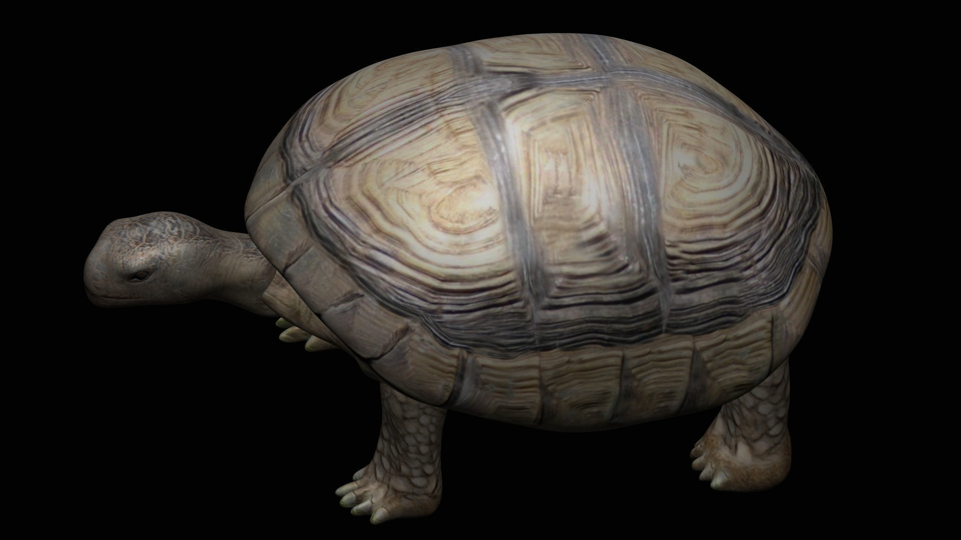 Tortoise Turtle Low-poly 3D model_4