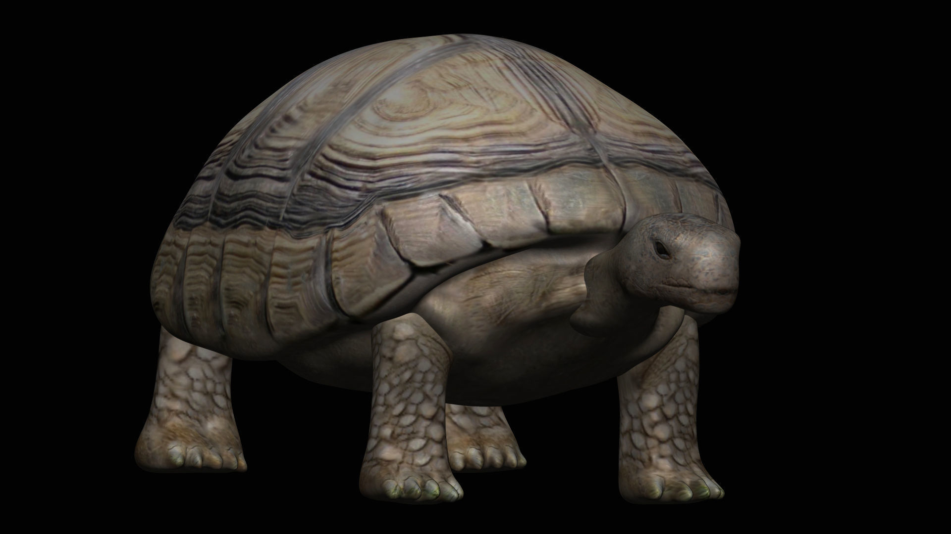 Tortoise Turtle Low-poly 3D model_2