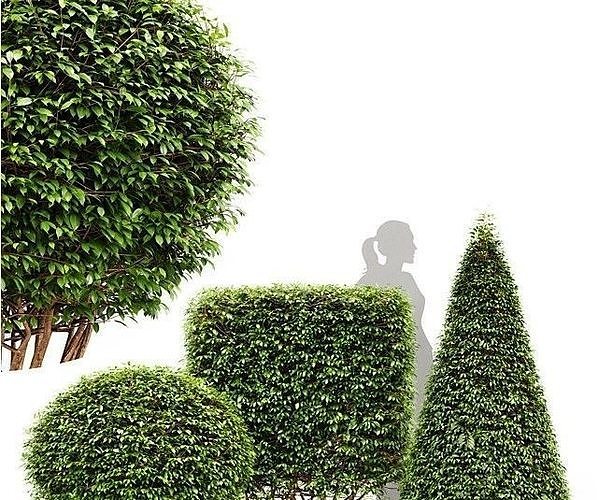 Dwarf Yaupon Holly Spherical and Cone and Box hedge 3D model