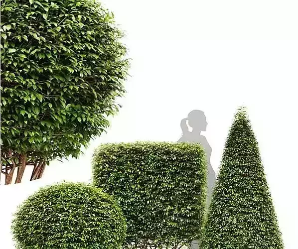 Dwarf Yaupon Holly Spherical and Cone and Box hedge