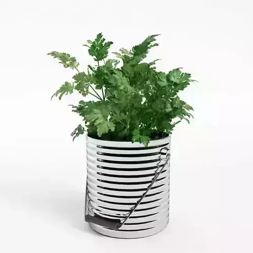 Flat Leaved Parsley Pot