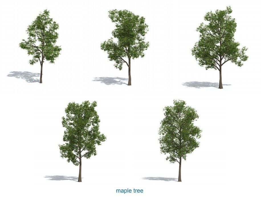 XfrogPlants HQPlants 1 3D model_4