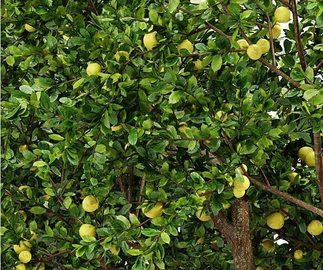 Fruit tree lemon 3D model_1