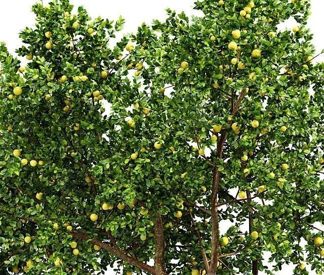 Fruit tree lemon 3D model_3
