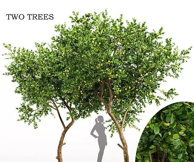 Fruit tree lemon 3D model_0