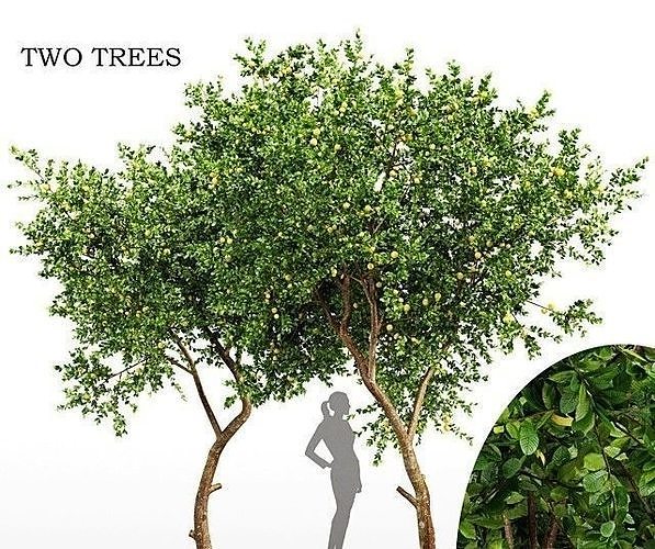 Fruit tree lemon 3D model