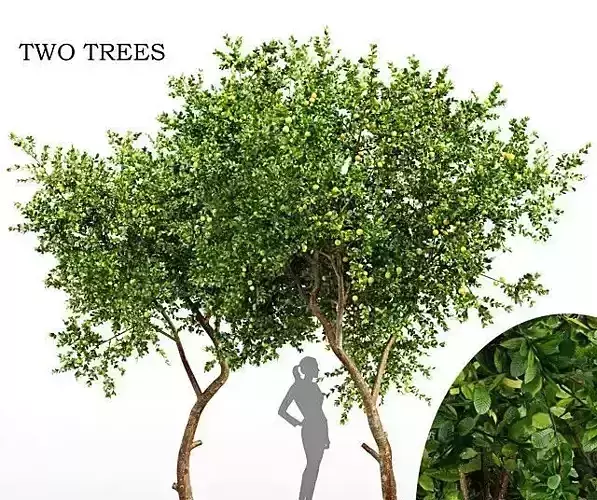 Fruit tree lemon 3D model