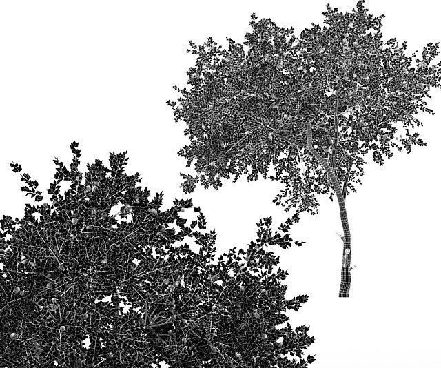 Fruit tree lemon 3D model_5