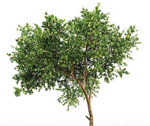 Fruit tree lemon 3D model_2