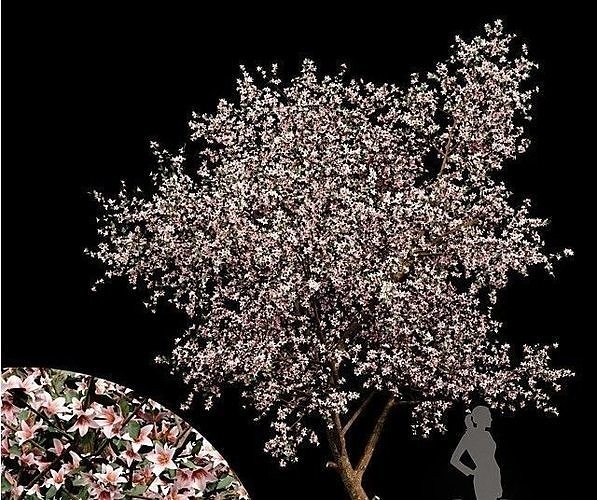 Blooming lemon tree 3D model