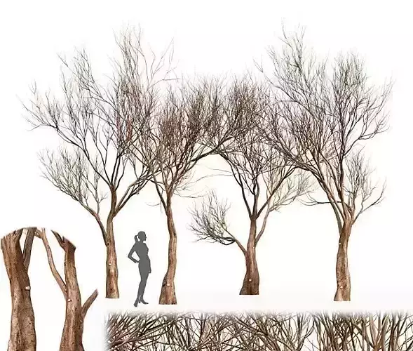 Tree silhouette Dry Tree Or Dead Tree003