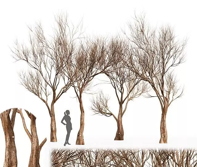 Tree silhouette Dry Tree Or Dead Tree003 3D model_0