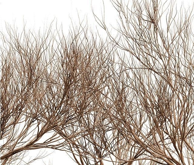 Tree silhouette Dry Tree Or Dead Tree003 3D model_3