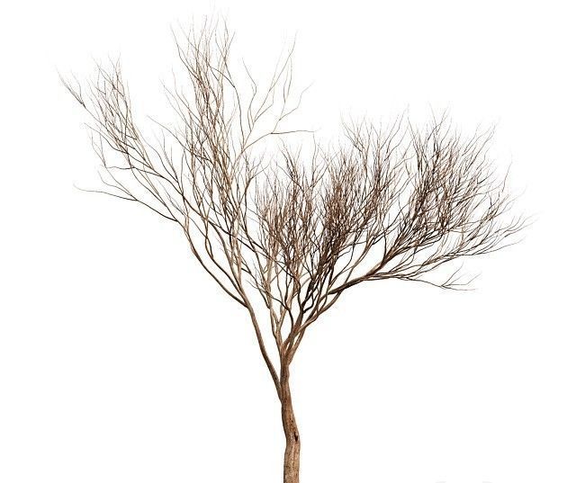 Tree silhouette Dry Tree Or Dead Tree003 3D model_2