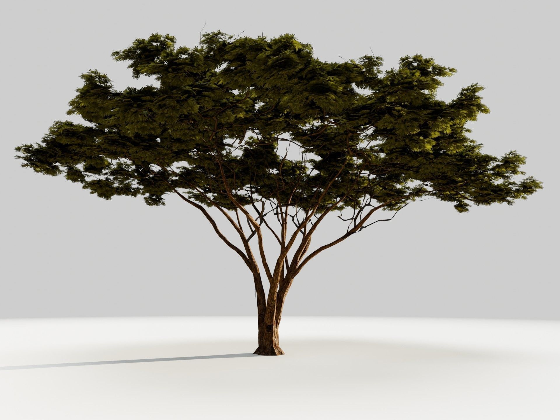 Tree 5 Lowpoly 3D model_6
