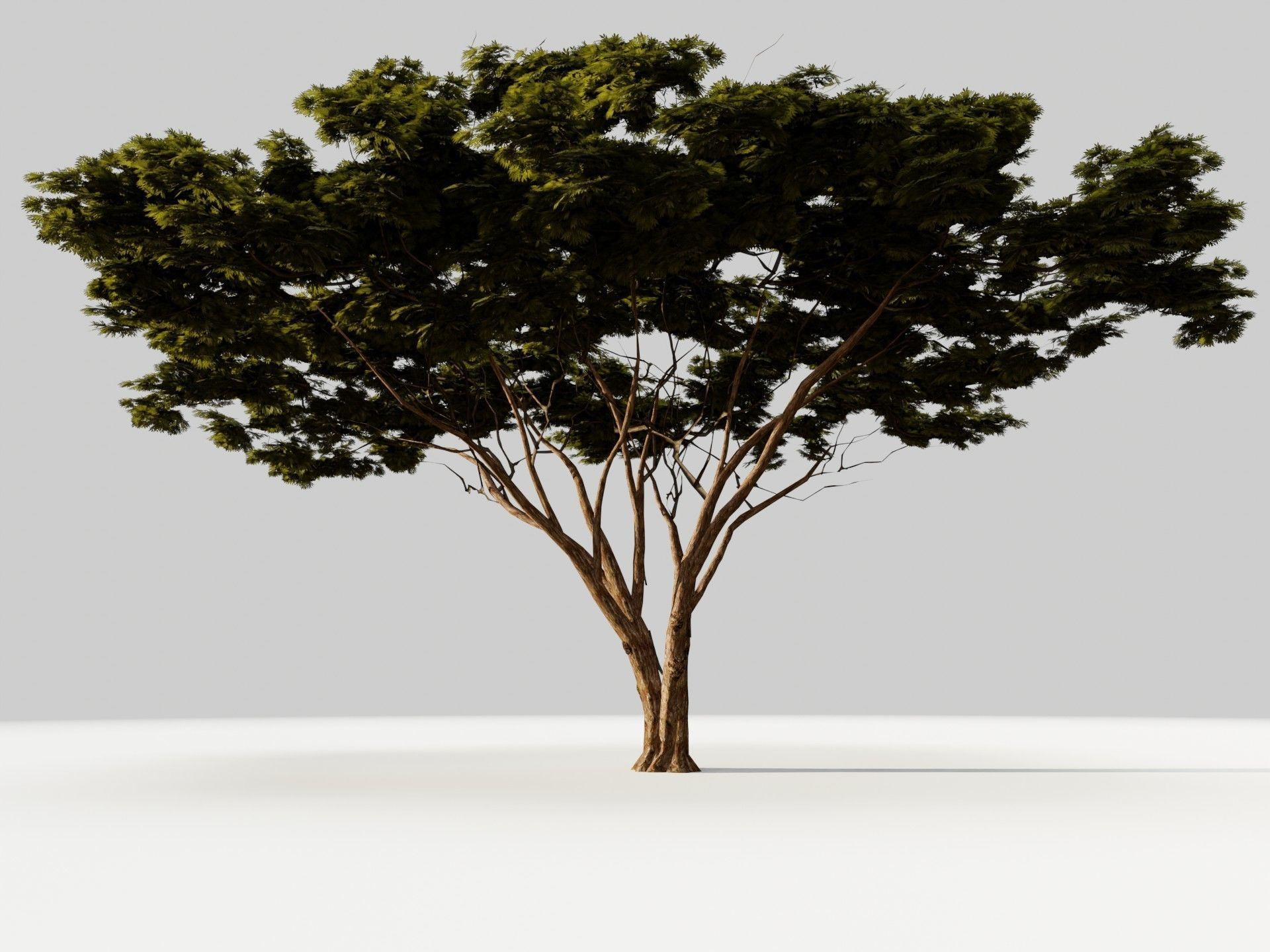 Tree 5 Lowpoly 3D model_5