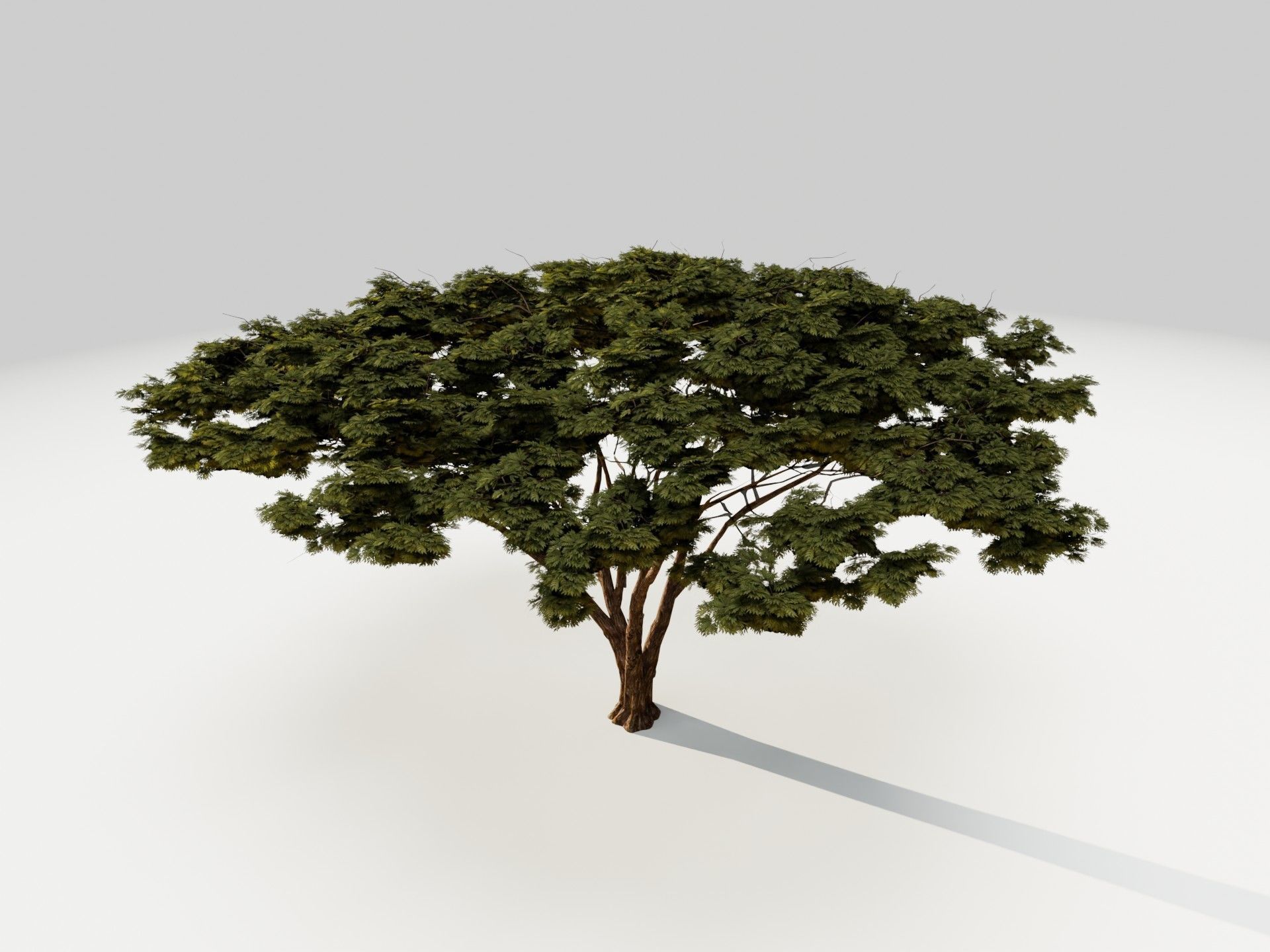 Tree 5 Lowpoly 3D model_7