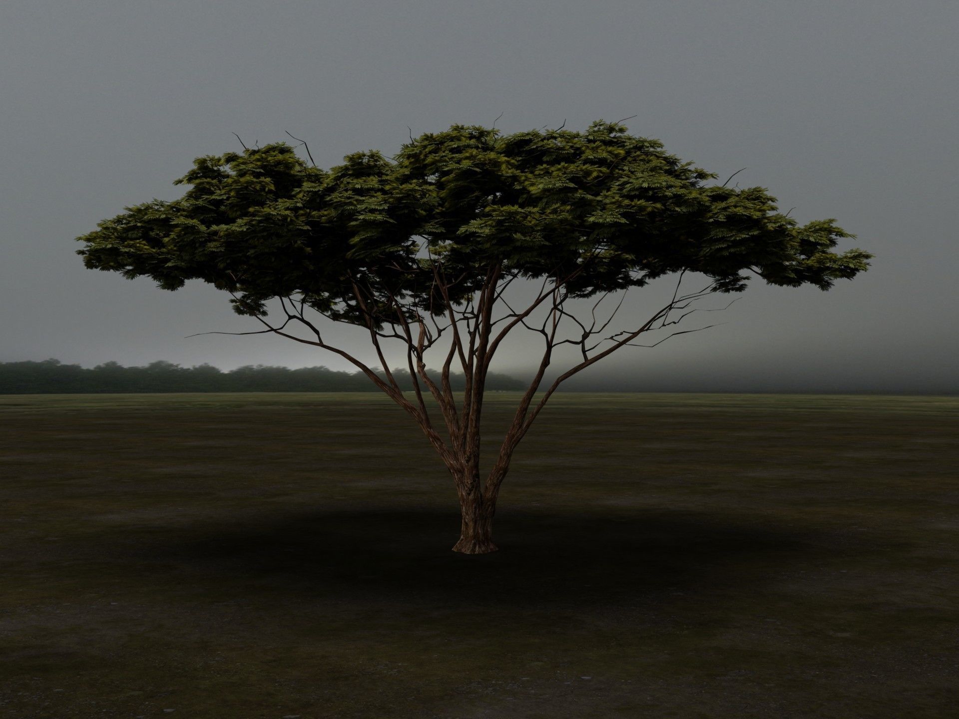 Tree 5 Lowpoly 3D model_1
