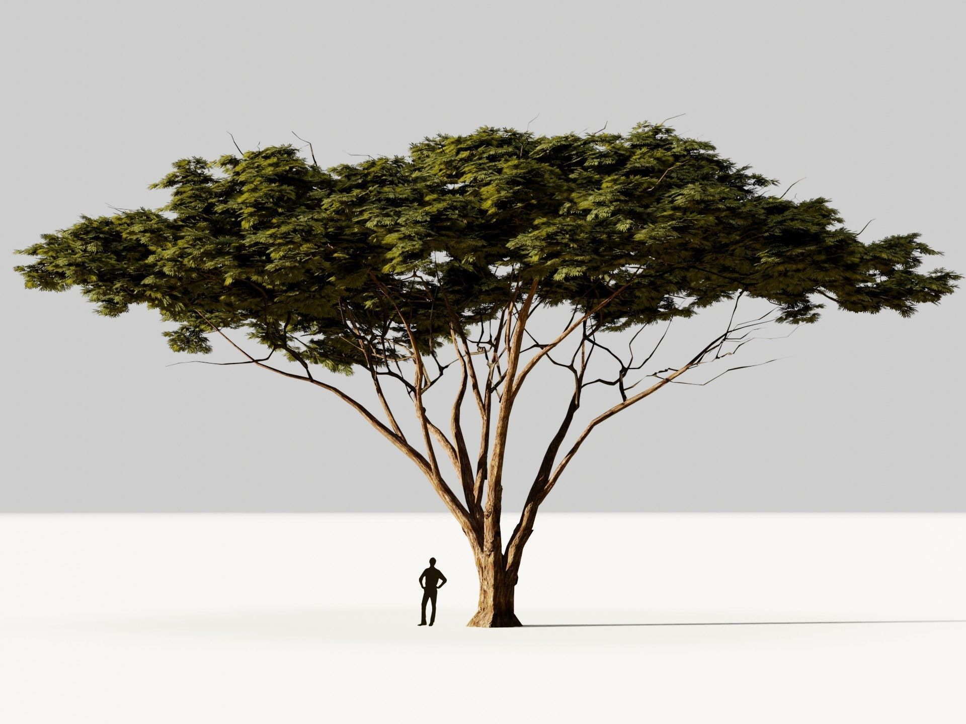 Tree 5 Lowpoly 3D model_9