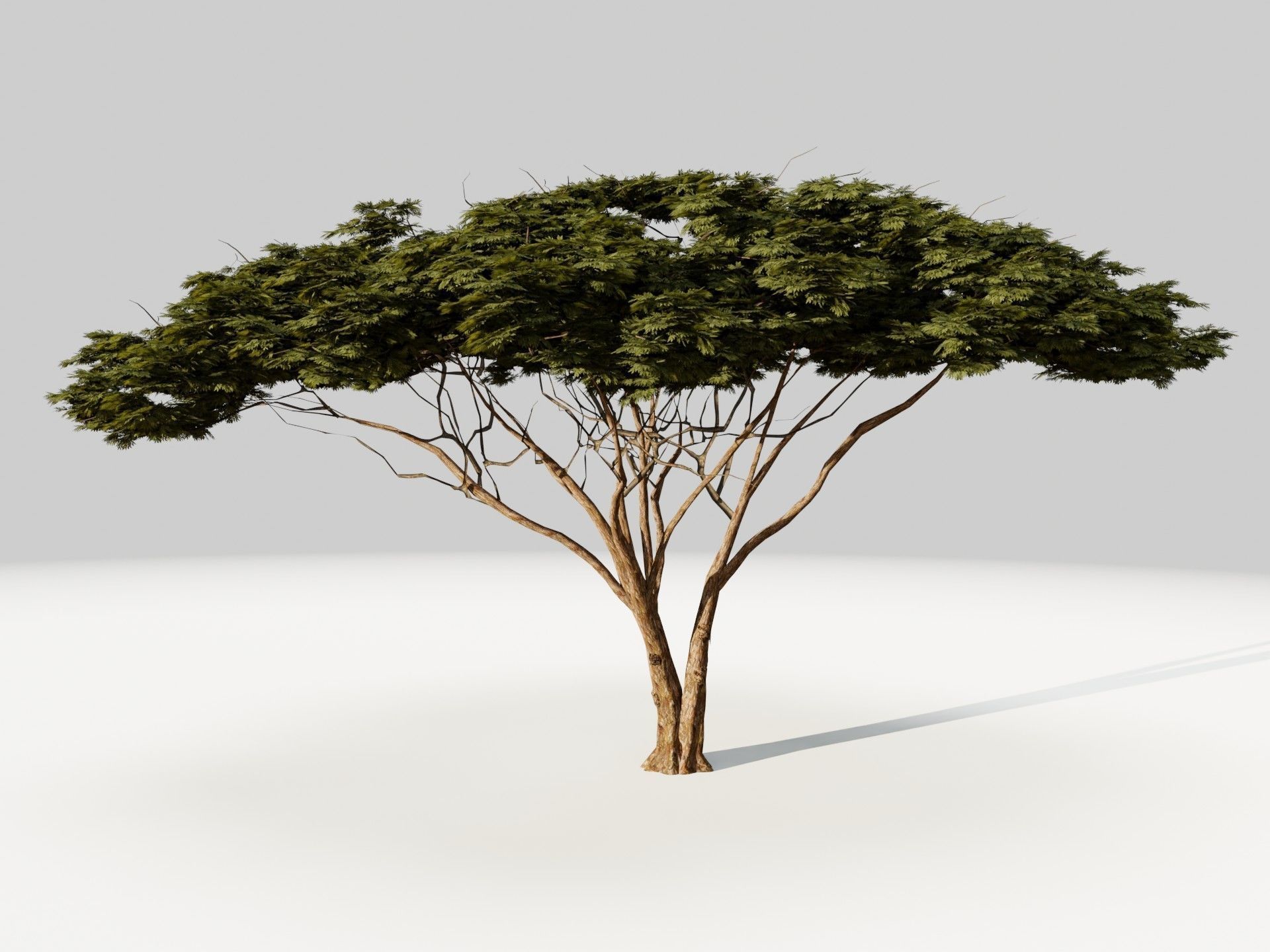Tree 5 Lowpoly 3D model_3
