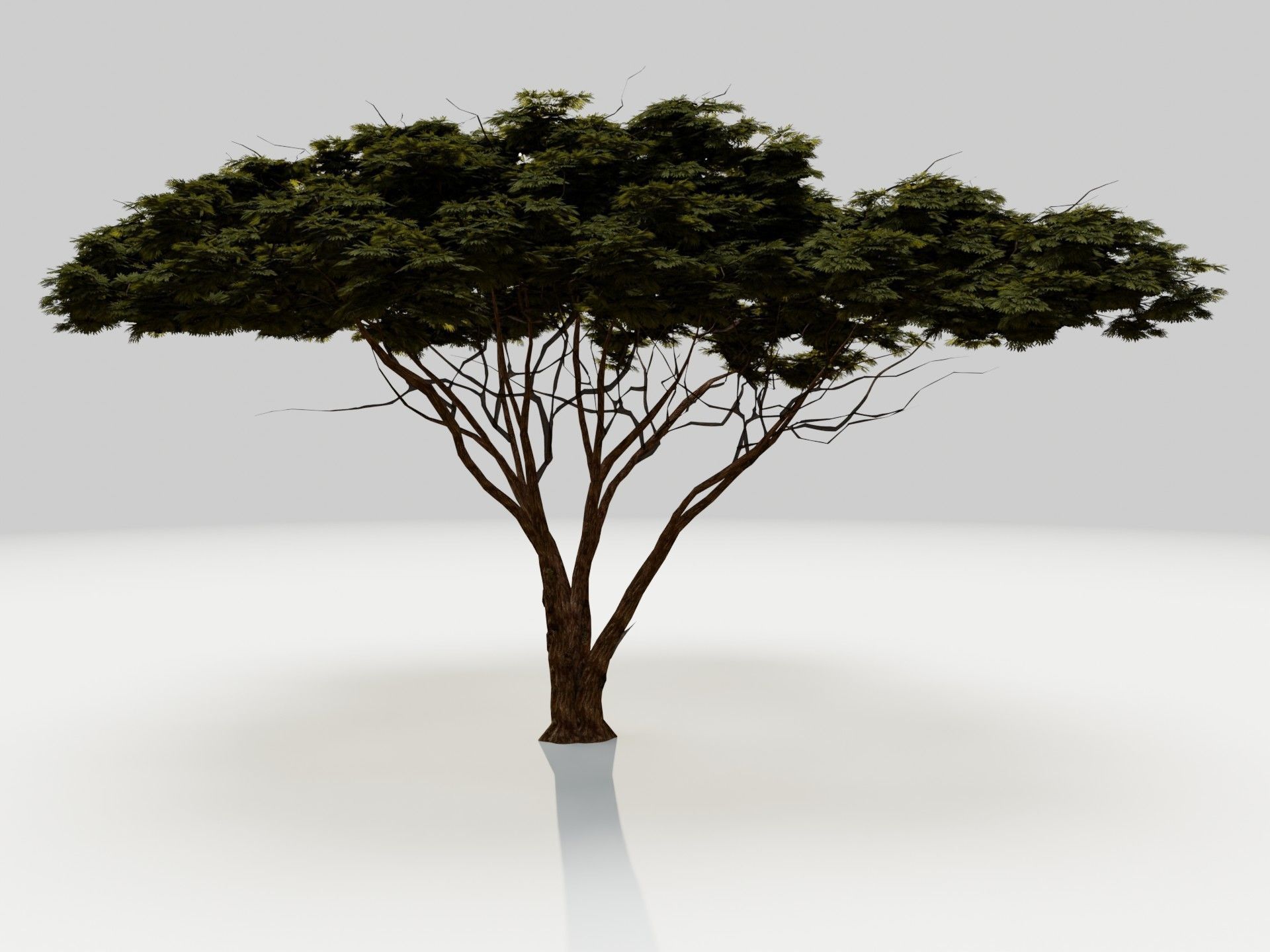 Tree 5 Lowpoly 3D model_4