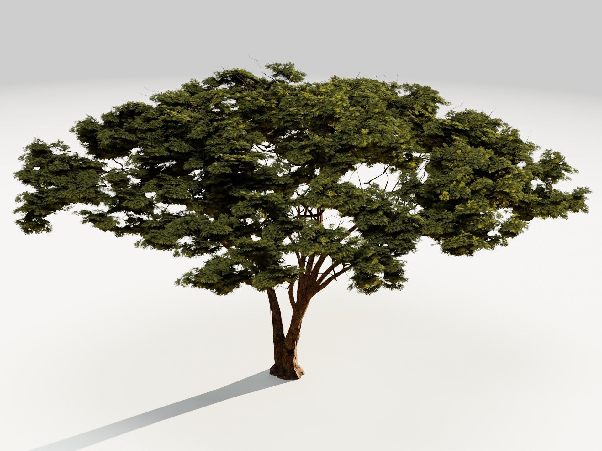 Tree 5 Lowpoly 3D model_8