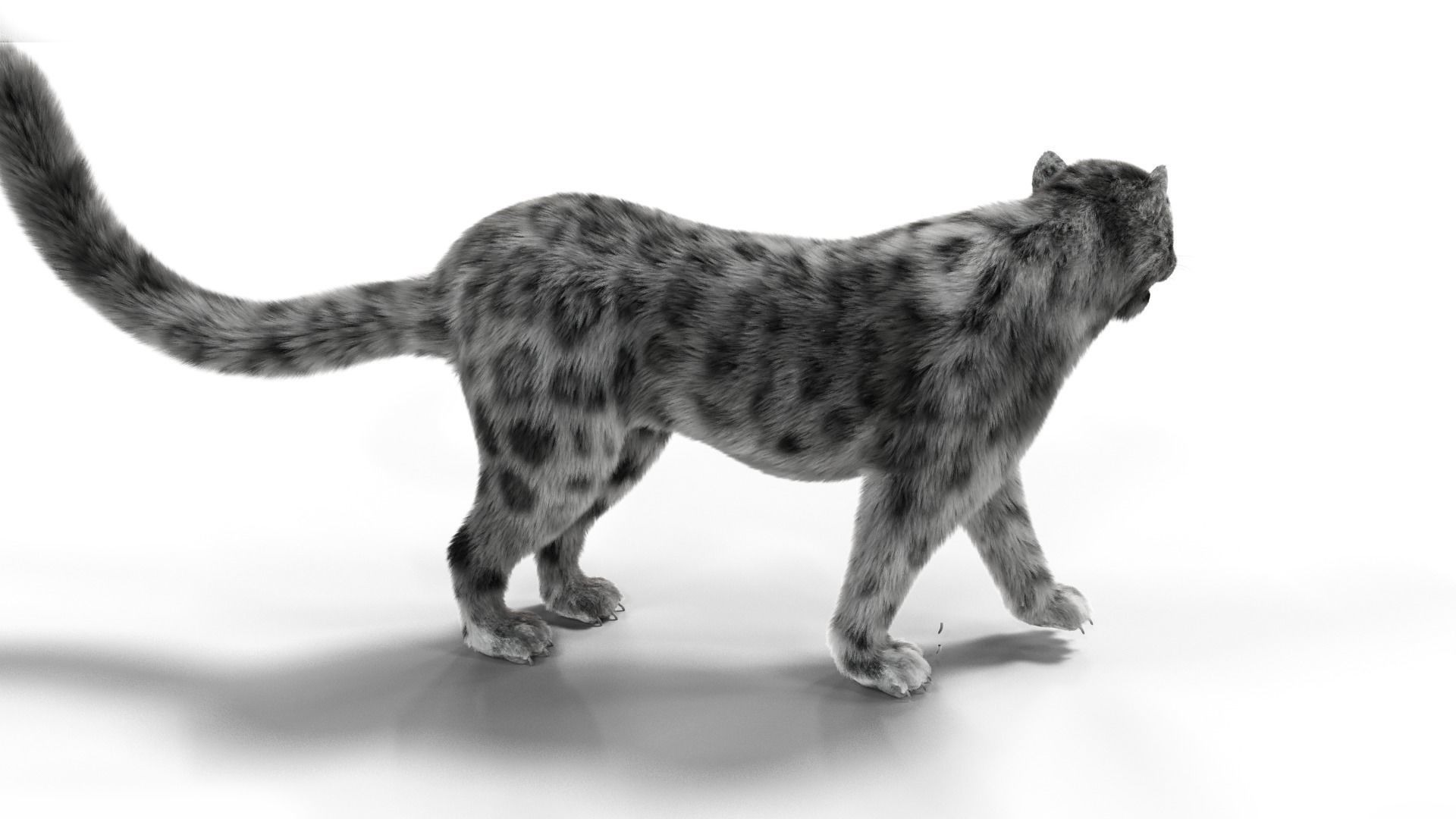 Realistic Fur Leopard  Rigged Low-poly 3D model_5