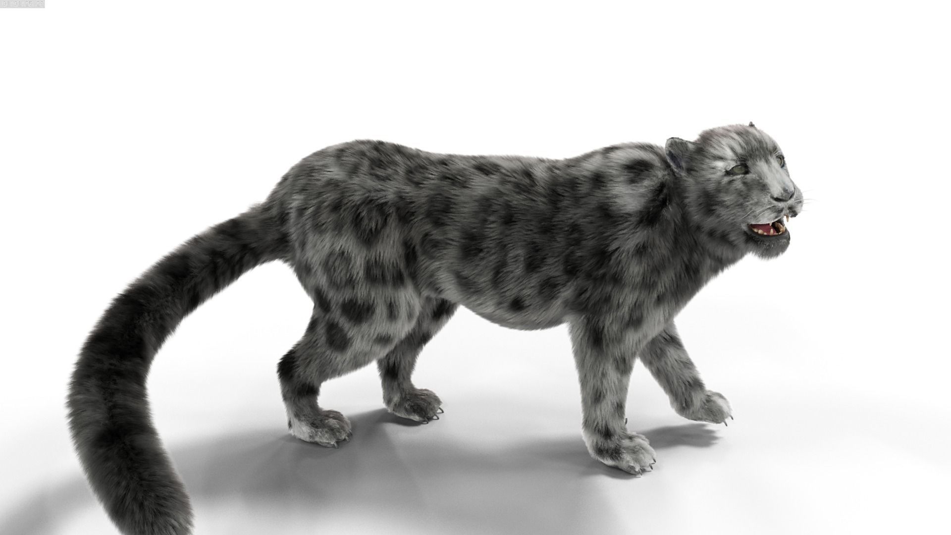 Realistic Fur Leopard  Rigged Low-poly 3D model_11