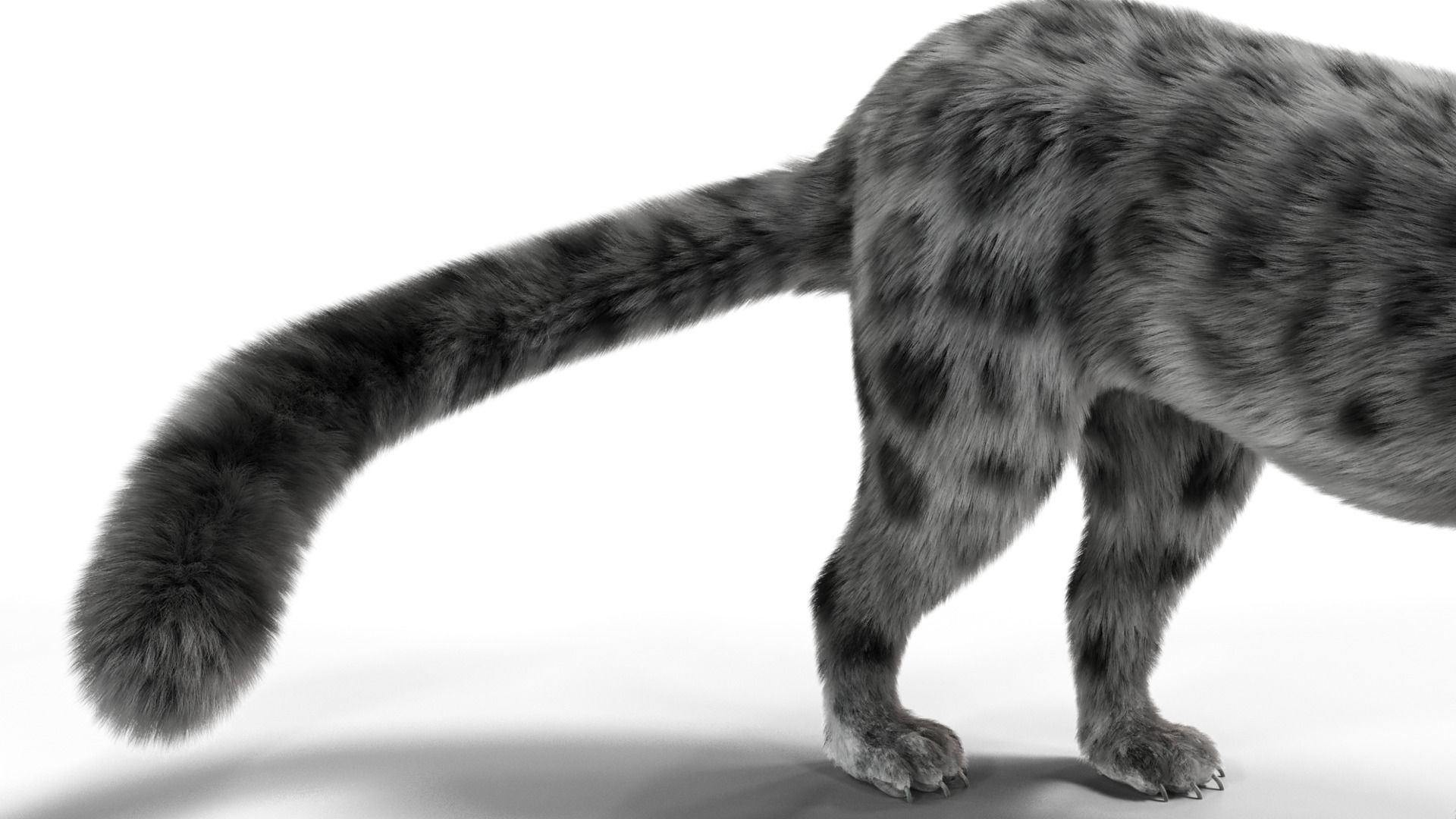 Realistic Fur Leopard  Rigged Low-poly 3D model_8