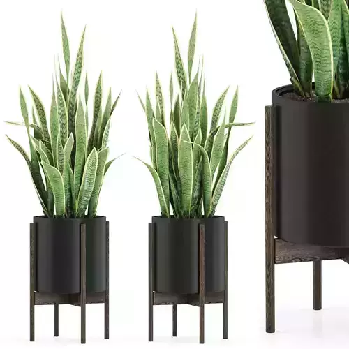 Plants collection 505 3D model