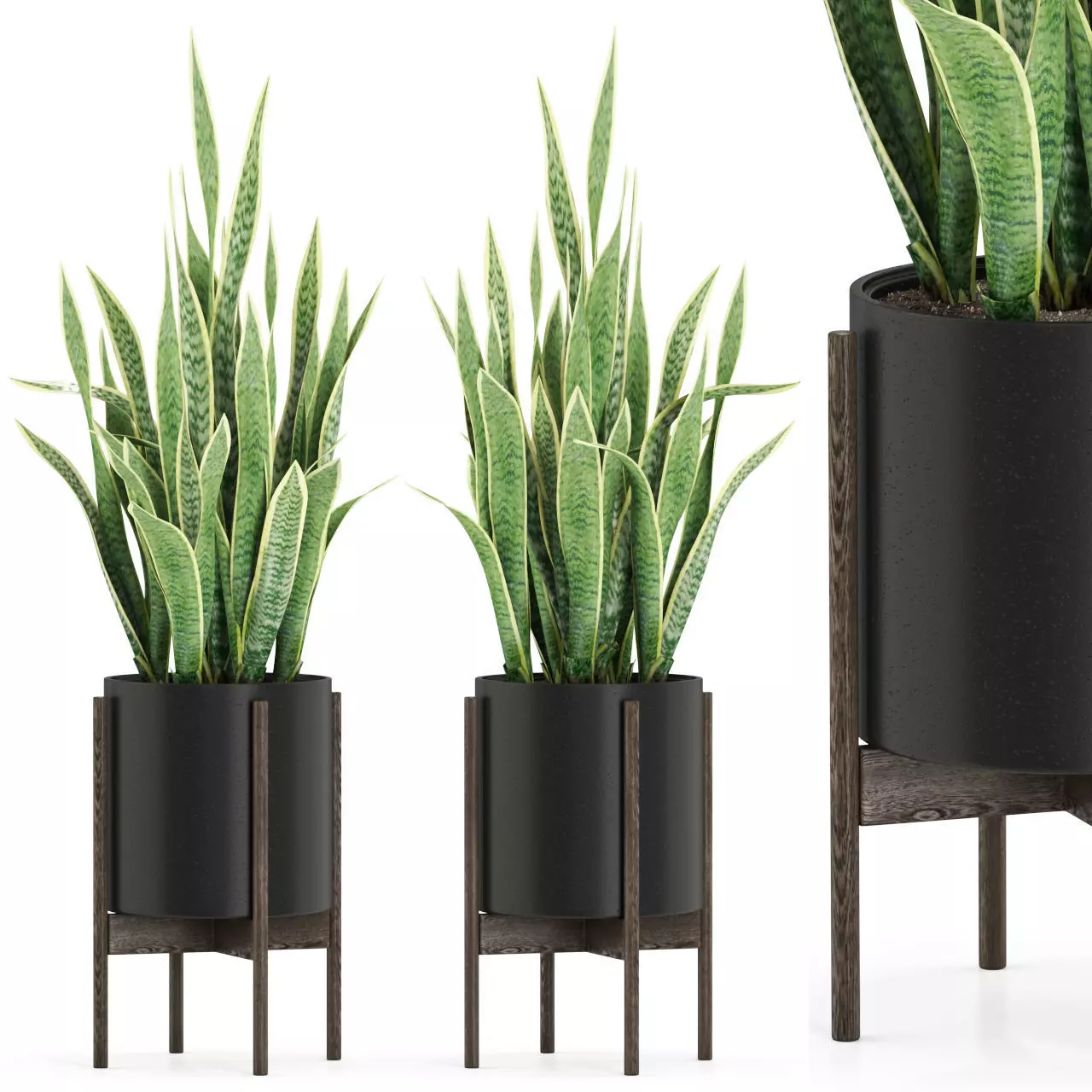 Plants collection 505 3D model