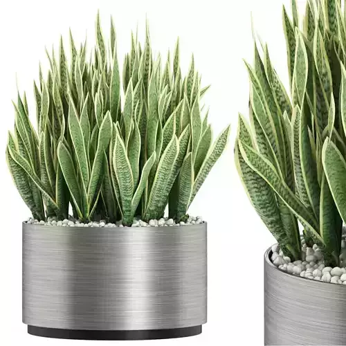 Plants collection 507 3D model