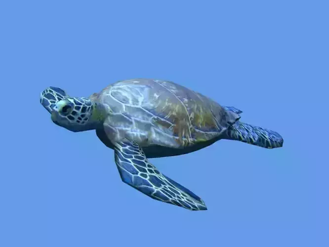 sea turtle lowpoly