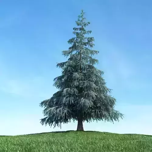Conifer Tree 3D model