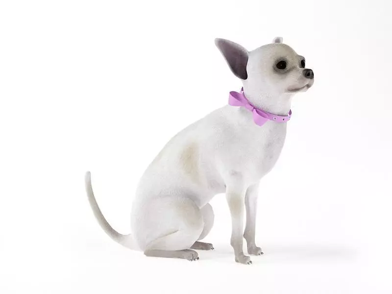 White Dog With A Pink Ribbon On Neck 3D model_0