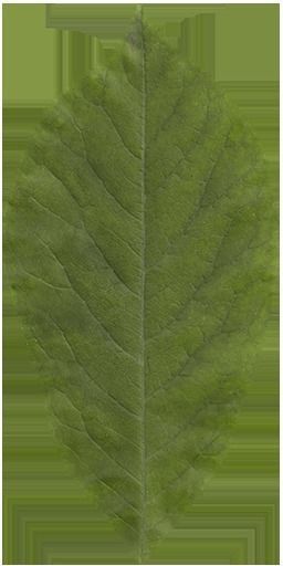 CLASSICAL ELEVATION Low-poly 3D model_33