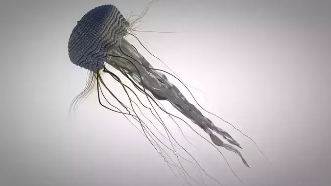 Jelly Fish Mechanical  3D model