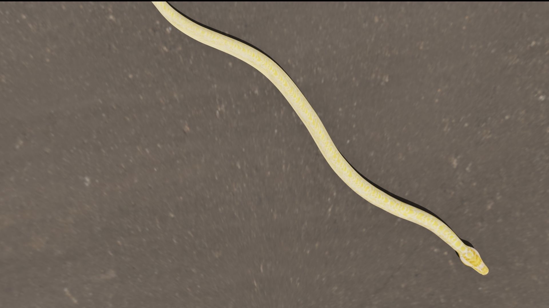 Python worm Low-poly 3D model_9