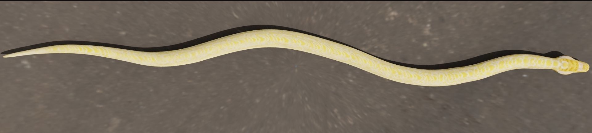 Python worm Low-poly 3D model_15