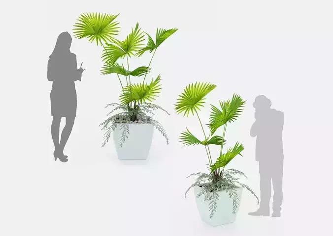 Indoor palm plant