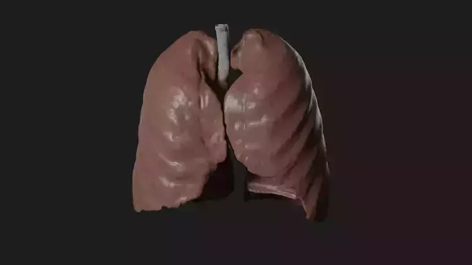 Lungs 3D Model Low-poly 3D model