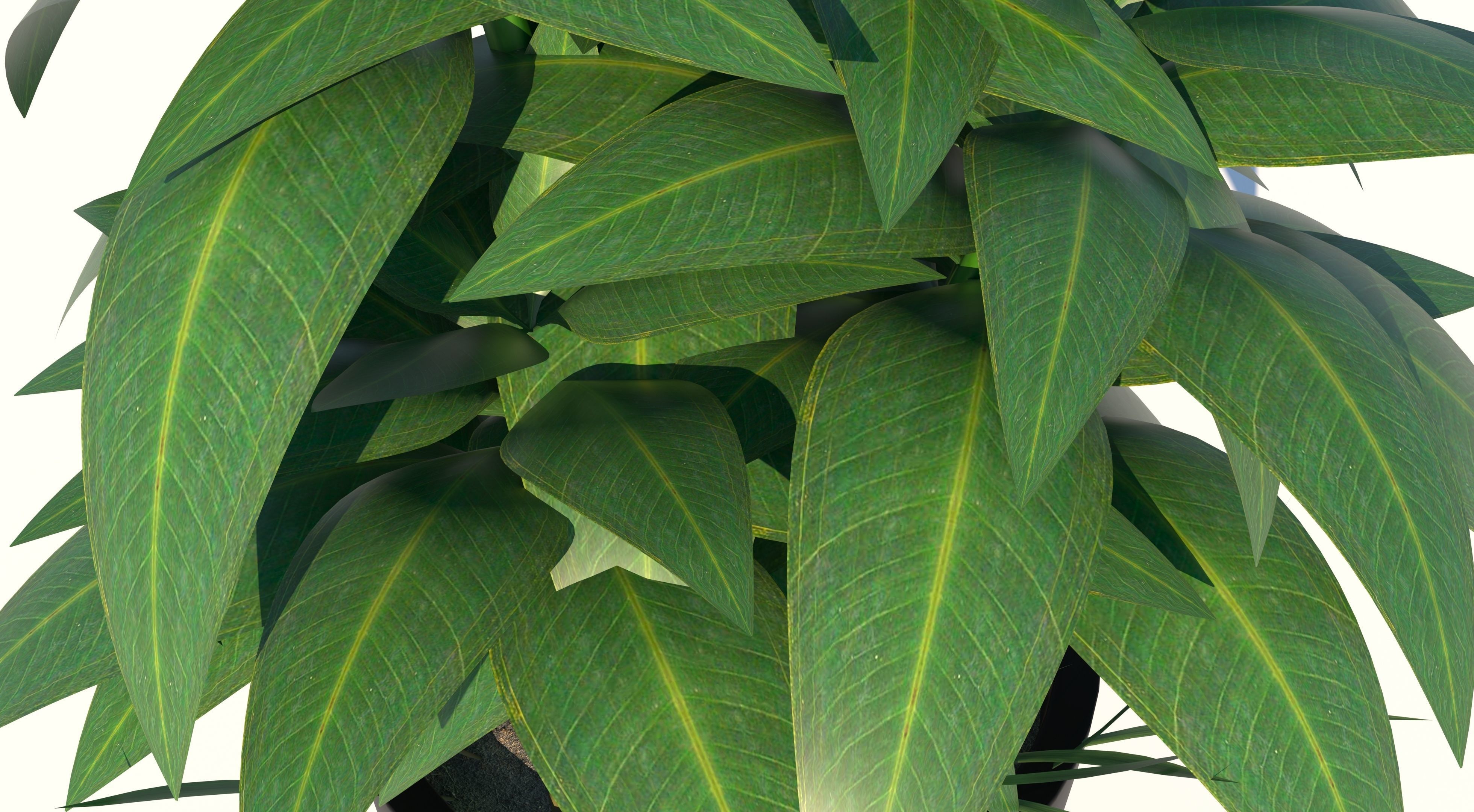 Dracaena and Pot 2 3D model_5