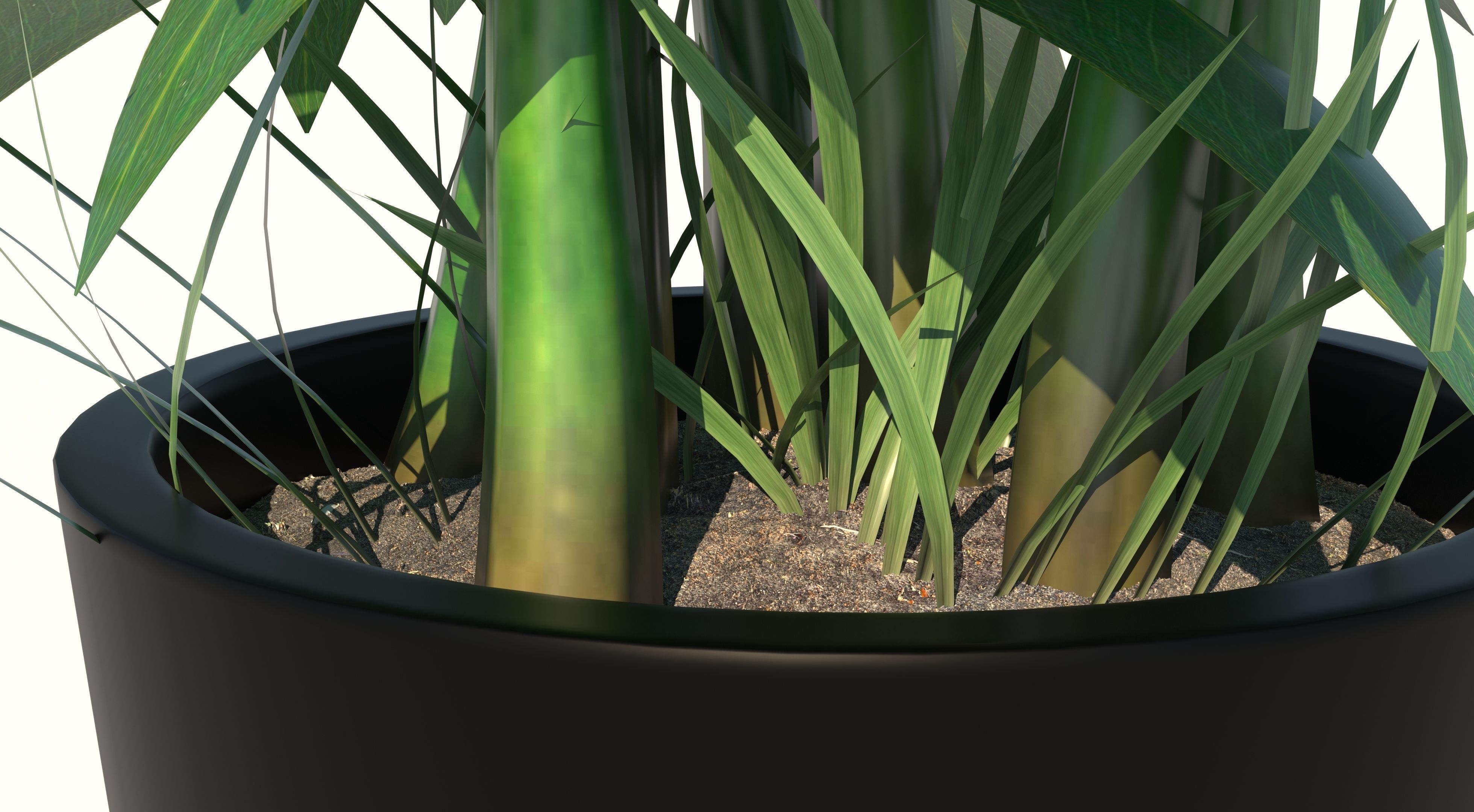 Dracaena and Pot 2 3D model_7