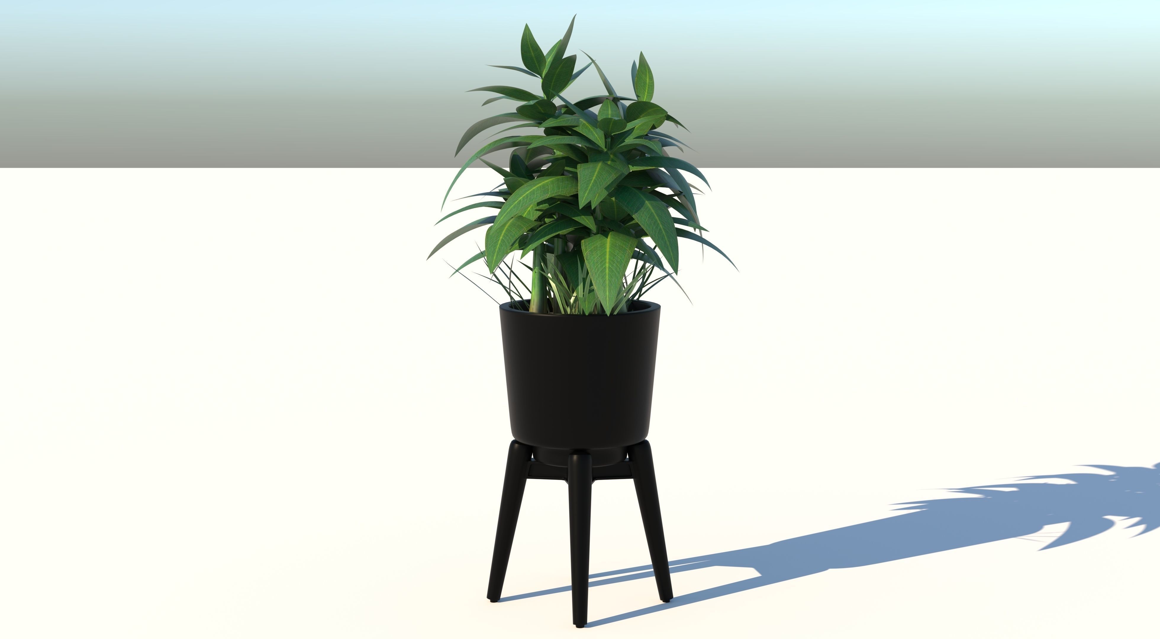 Dracaena and Pot 2 3D model_1