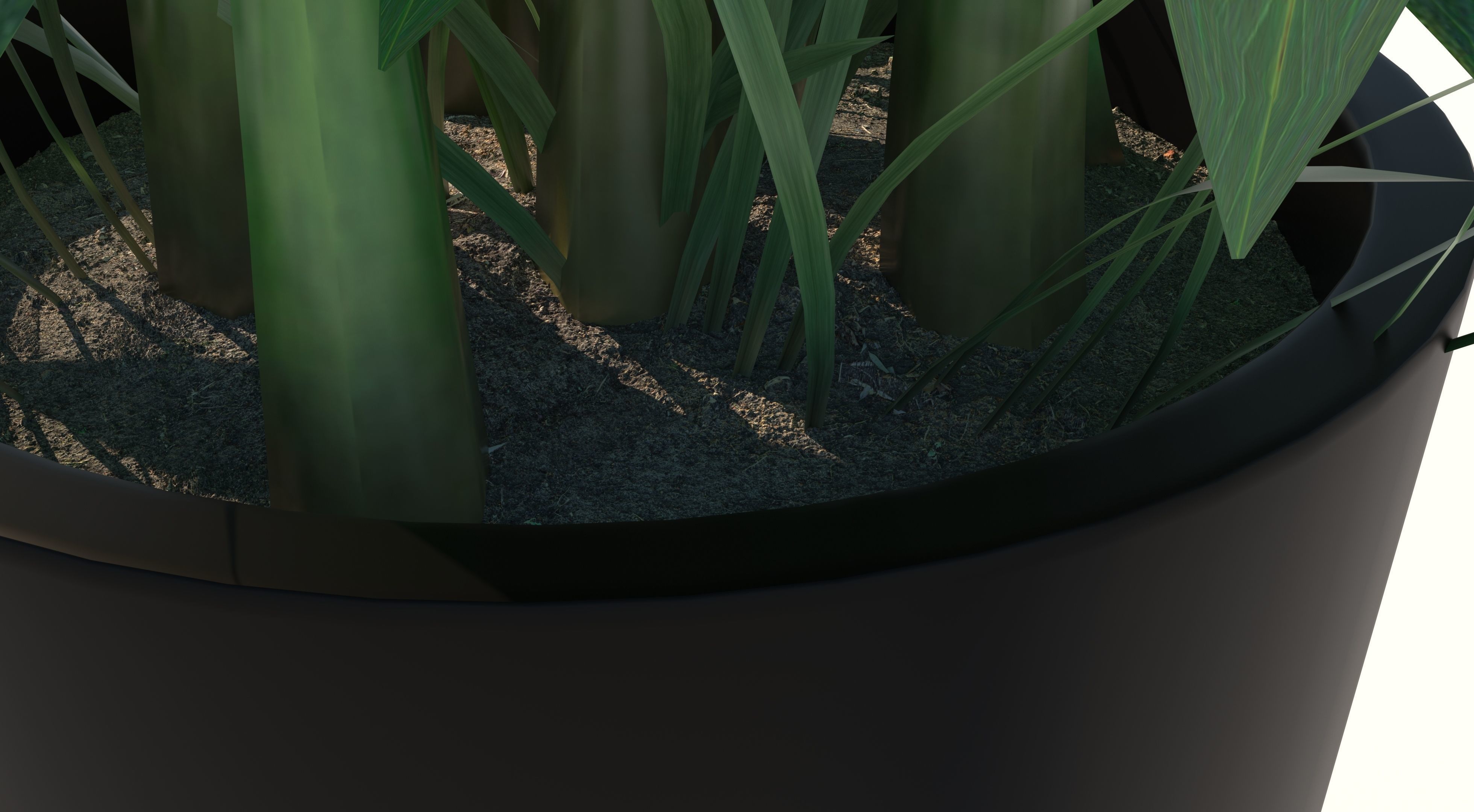 Dracaena and Pot 2 3D model_6