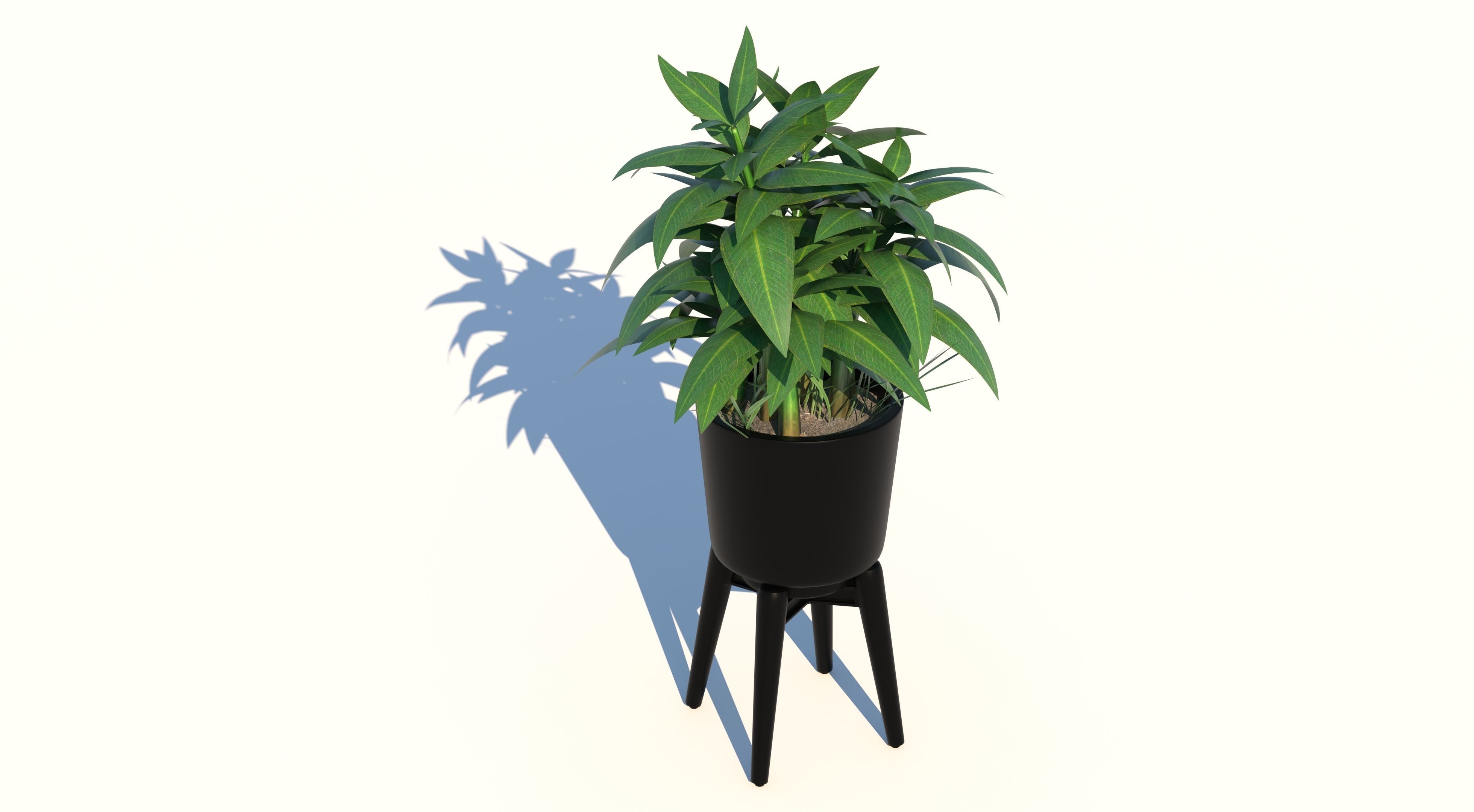 Dracaena and Pot 2 3D model_2