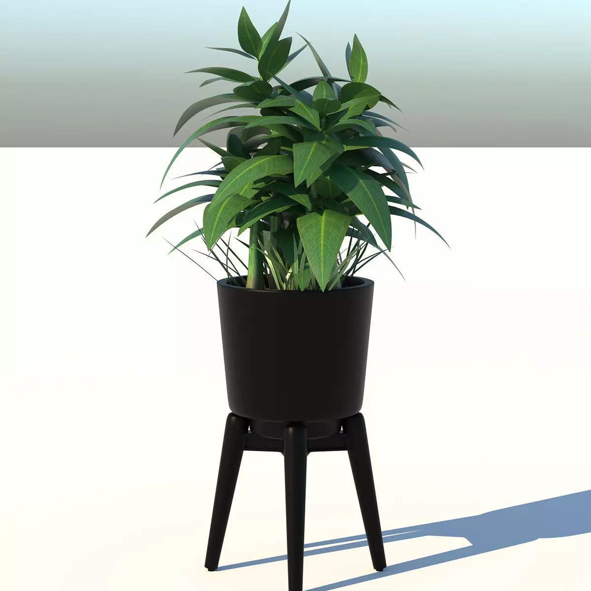 Dracaena and Pot 2 3D model_0