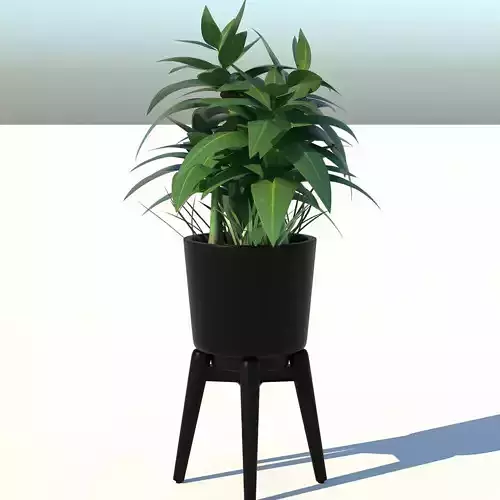 Dracaena and Pot 2